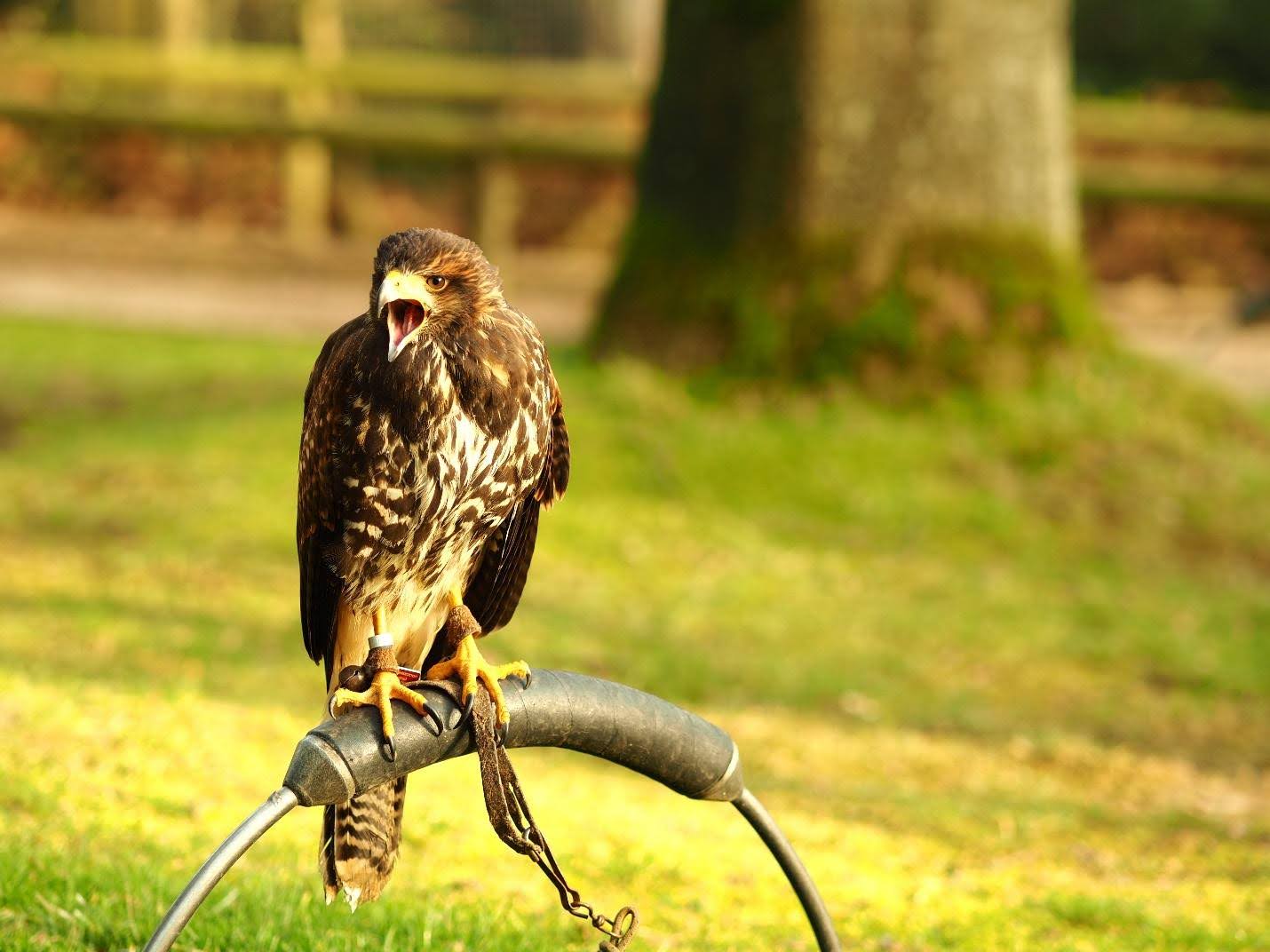 Custom Falconry Jesses for Different Bird Species and Controlled Flight