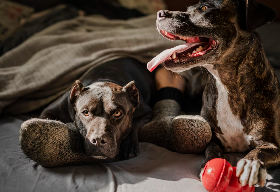How to Choose the Best Dogs for Your Family