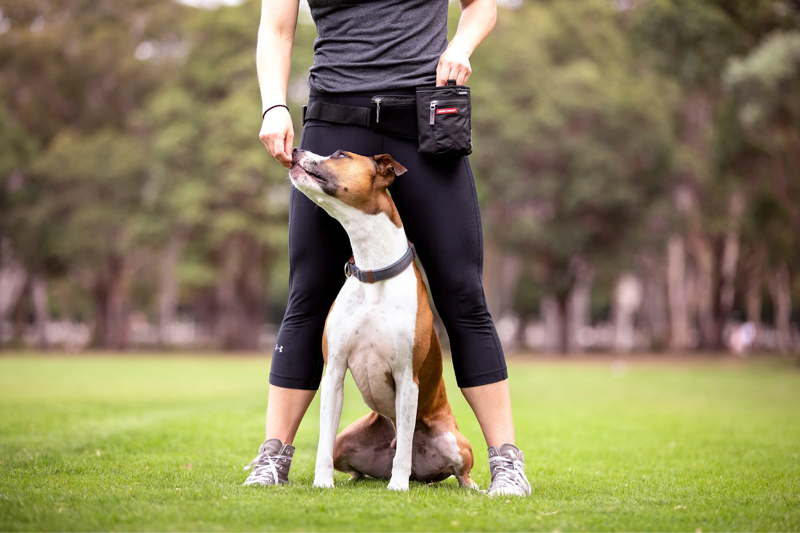 How Dog Obedience Training Transforms Your Dog Into a Well-Mannered Companion